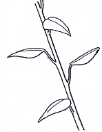 Petiolate & Articulate